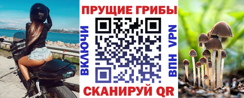 Галлюциногенные грибы Psilocybine cubensis кракен ТОР Гремячинск купить наркотики сайты